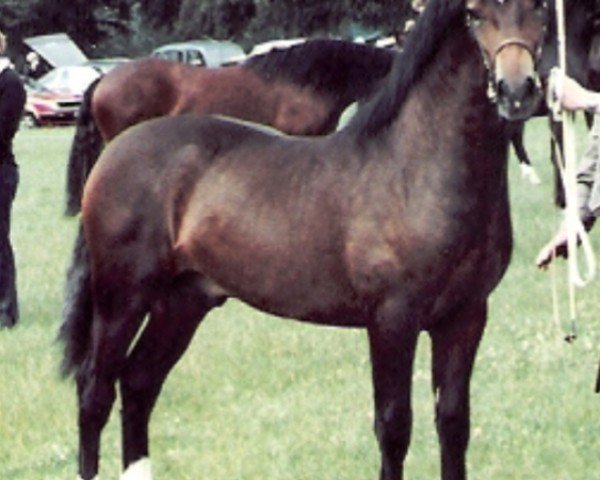 horse Beech Hay Tywysog (Welsh-Cob (Sek. D), 1981, from Ceredigion Tywysog)