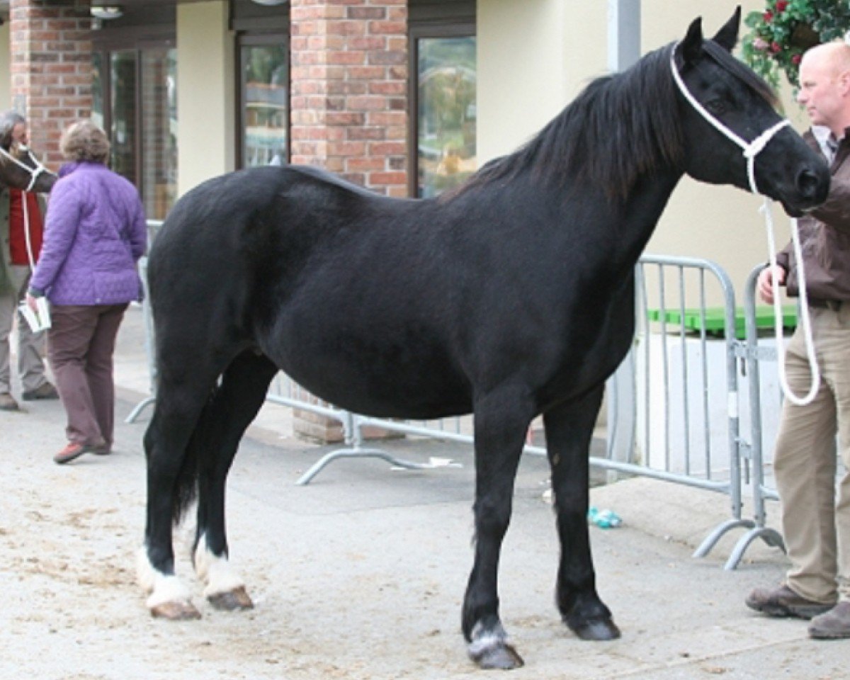 Zuchtstute Fronarth Tywysoges Wendy (Welsh-Cob (Sek. D), 1993, von Ceredigion Tywysog)