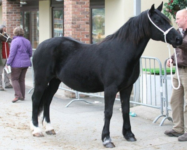 broodmare Fronarth Tywysoges Wendy (Welsh-Cob (Sek. D), 1993, from Ceredigion Tywysog)