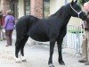 broodmare Fronarth Tywysoges Wendy (Welsh-Cob (Sek. D), 1993, from Ceredigion Tywysog)