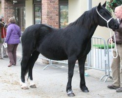 Zuchtstute Fronarth Tywysoges Wendy (Welsh-Cob (Sek. D), 1993, von Ceredigion Tywysog)