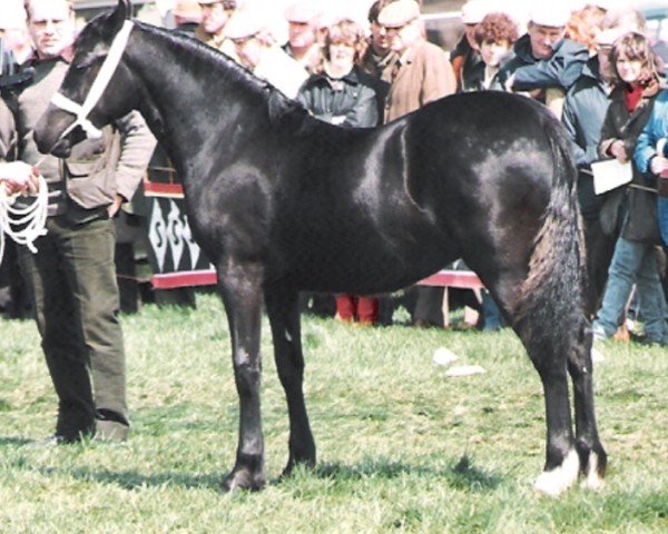 horse Fronarth Rosina (Welsh-Cob (Sek. D), 1987, from Cyttir Telynor)