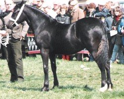 Pferd Fronarth Rosina (Welsh-Cob (Sek. D), 1987, von Cyttir Telynor)