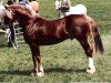 Deckhengst Parc Crusader (Welsh-Cob (Sek. D), 1983, von Cyttir Telynor)