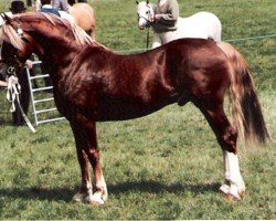 Deckhengst Parc Crusader (Welsh-Cob (Sek. D), 1983, von Cyttir Telynor)