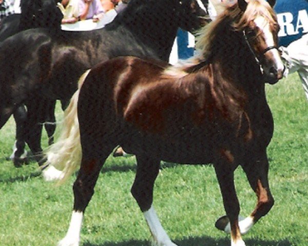 stallion Ffoslas Welsh Dragon (Welsh-Cob (Sek. D), 1987, from Parc Crusader)