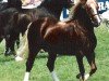 Deckhengst Ffoslas Welsh Dragon (Welsh-Cob (Sek. D), 1987, von Parc Crusader)