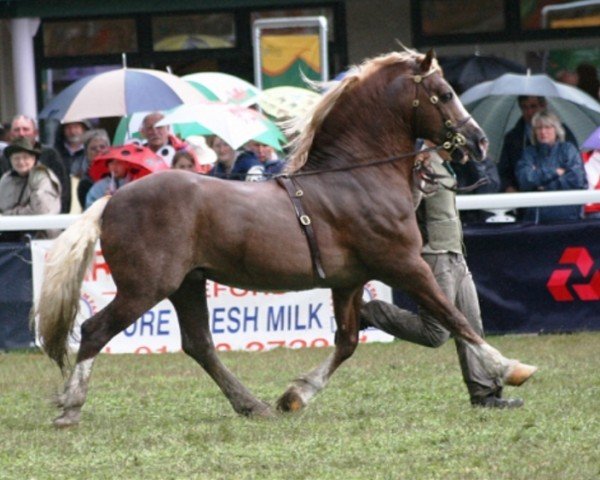 Pferd Ballynacoy Keltic Warrior (Welsh-Cob (Sek. D), 1997, von Ffoslas Welsh Dragon)