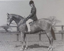 horse Twylands Allegro (British Riding Pony, 1975, from Solway North Wind)