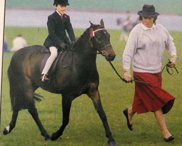 horse Doolittle Damocles (British Riding Pony,  , from Oakley (C) Bubbling Spring)