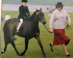 horse Doolittle Damocles (British Riding Pony,  , from Oakley (C) Bubbling Spring)