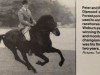 stallion Bakeburn Rag Tag (New Forest Pony, 1982, from Rodlease High Jinks)