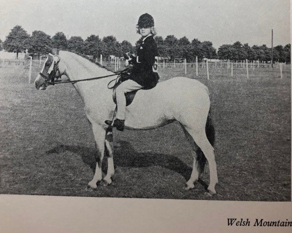 Zuchtstute Stoatley Rhosyn (Welsh Mountain Pony (Sek.A), 1956, von Coed Coch Glyndwr)