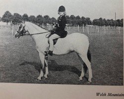 broodmare Stoatley Rhosyn (Welsh mountain pony (SEK.A), 1956, from Coed Coch Glyndwr)