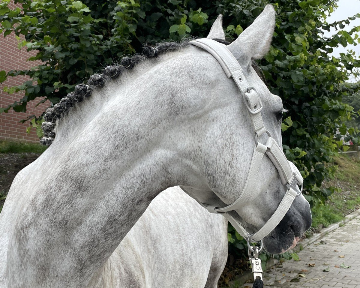 jumper Calea 25 (Oldenburg show jumper, 2019, from Catch)