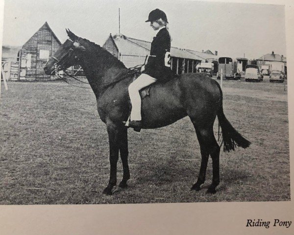 broodmare Arden Tittle Tattle (British Riding Pony, 1954, from Ardencaple xx)