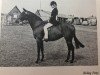 Zuchtstute Arden Tittle Tattle (British Riding Pony, 1954, von Ardencaple xx)