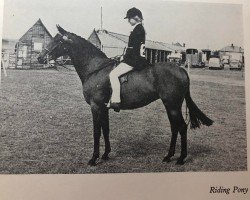 Zuchtstute Arden Tittle Tattle (British Riding Pony, 1954, von Ardencaple xx)