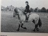 stallion Seamus Mor of New Calgary (Highland Pony, 1956, from Mackoinneach)