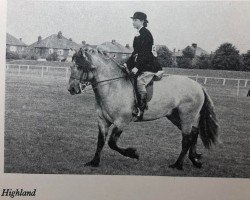 stallion Seamus Mor of New Calgary (Highland Pony, 1956, from Mackoinneach)