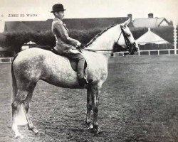 broodmare Zirree El Wada 1948 ox (Arabian thoroughbred, 1948, from Naseel ox)