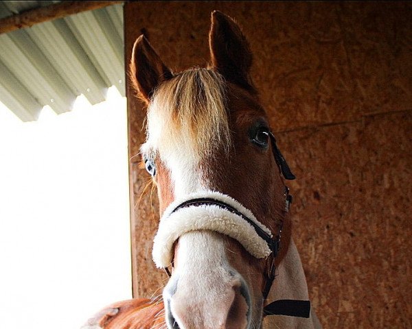 horse Bounty (German Riding Pony, 1997)