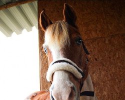 Pferd Bounty (Deutsches Reitpony, 1997)