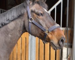 horse Morxius (German Riding Pony, 2000, from Monet)