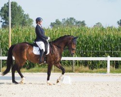 dressage horse Sir Sunny R (German Sport Horse, 2016, from San Amour I)