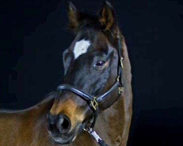 horse Highgrove (Hanoverian, 2001, from Hohenstein I)