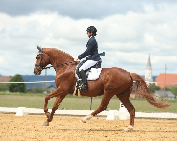 dressage horse Londimo (Hanoverian, 2009, from Londontime)