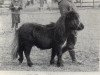 Deckhengst Ross of Transy (Shetland Pony, 1965, von Martian of Netherley)