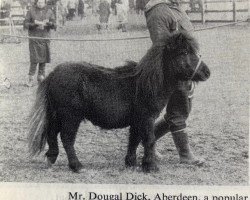 Deckhengst Ross of Transy (Shetland Pony, 1965, von Martian of Netherley)