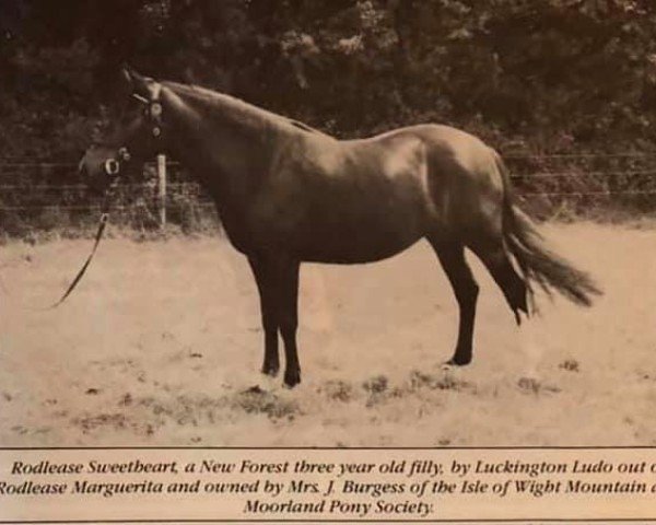 broodmare Rodlease Sweetheart (New Forest Pony, 1981, from Luckington Ludo)