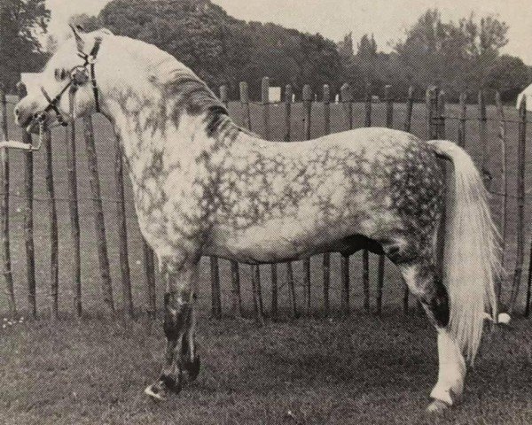 Deckhengst Aston Garway (Welsh Mountain Pony (Sek.A), 1963, von Coed Coch Planed)