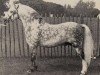 stallion Aston Garway (Welsh mountain pony (SEK.A), 1963, from Coed Coch Planed)