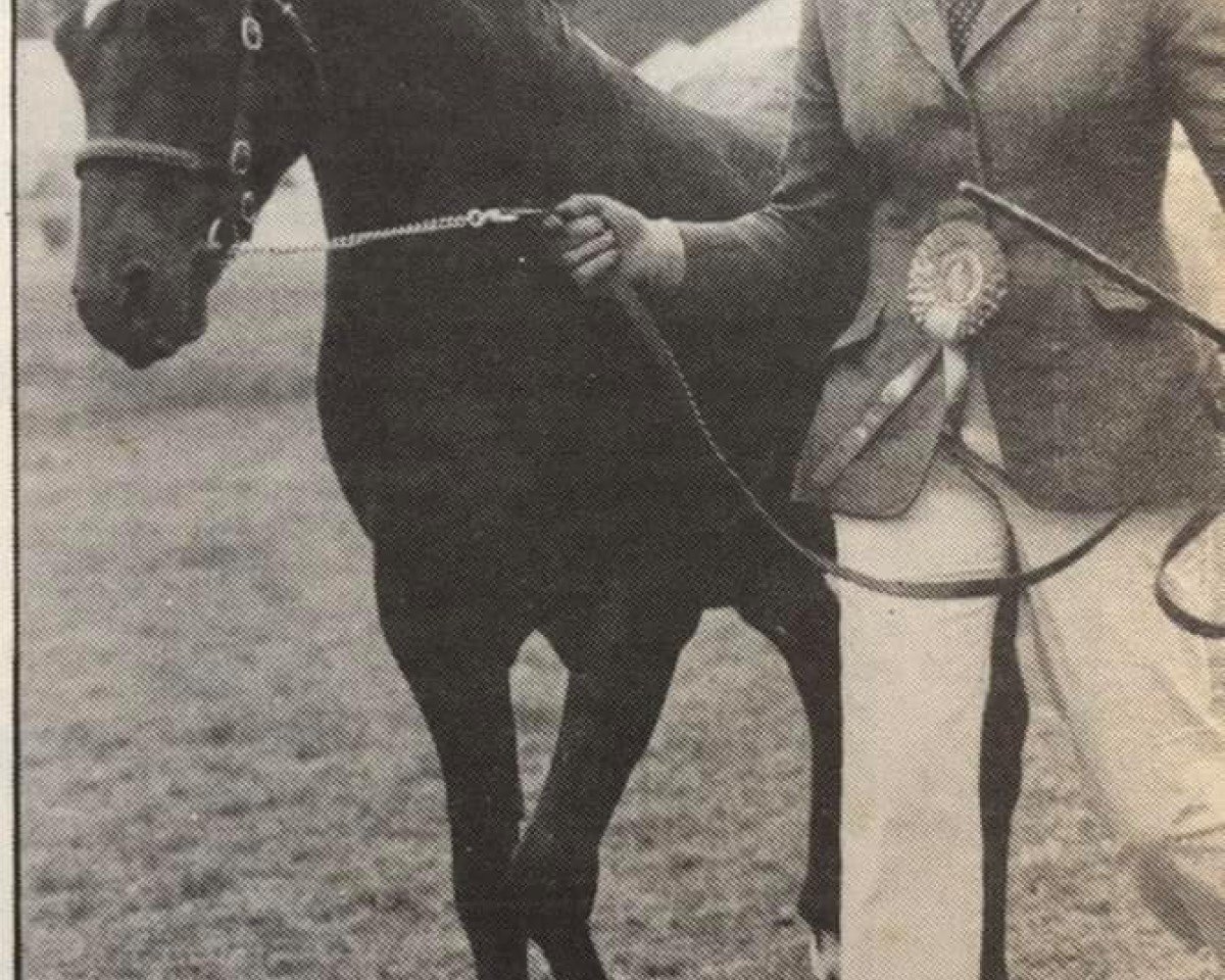 stallion Carolinas Moccasin (Welsh-Pony (Section B), 1979, from Downland Mohawk)