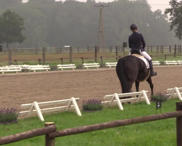 Reitturnier Nettetal-Lobberich 2024