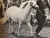 broodmare Gredington Oriana (Welsh mountain pony (SEK.A), 1958, from Coed Coch Planed)