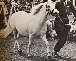 broodmare Gredington Oriana (Welsh mountain pony (SEK.A), 1958, from Coed Coch Planed)