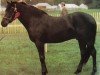 stallion Rodlease High Jinks (New Forest Pony, 1977, from Katric Capers)