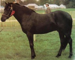 stallion Rodlease High Jinks (New Forest Pony, 1977, from Katric Capers)