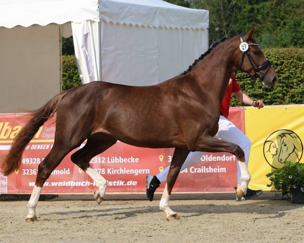 Dressurpferd Bonne Amie F (Oldenburger, 2021, von Bon Coeur)