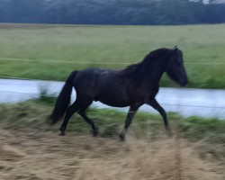 Pferd Hokuspokus Fidibus (Shetland Pony, 2023, von Here I am v. Stal Wilcas)