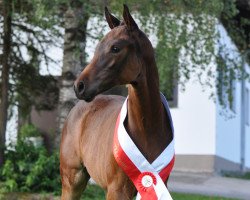 broodmare St.Pr.St. Fairy Tale SA (Austrian Warmblood, 2015, from Follow Me OLD)