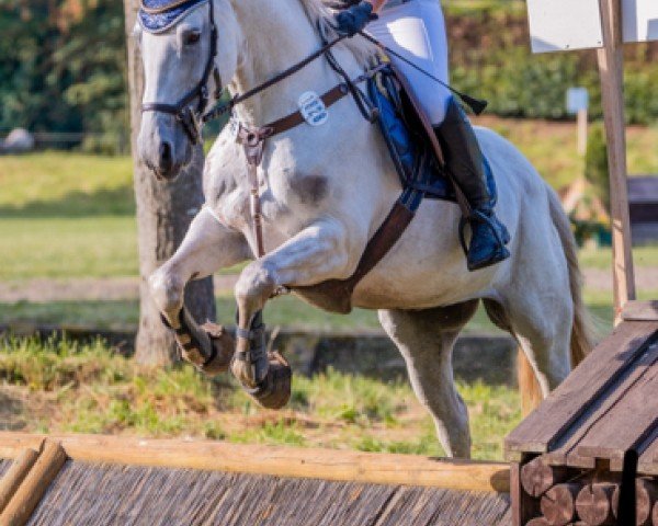 dressage horse Bella Bamba (Irish Sport Horse, 2011)