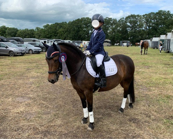 Dressurpferd Moortown Chorus Girl (Dartmoor-Pony, 2016, von Meering Rocket)