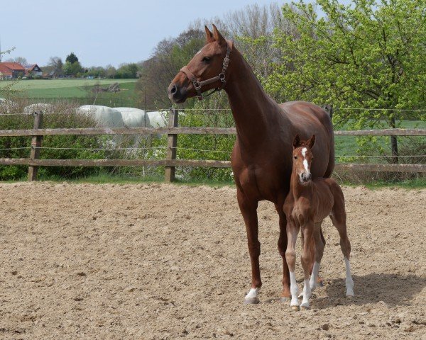 broodmare Fashion Queen 7 (Oldenburg, 2015, from Vivaldi)