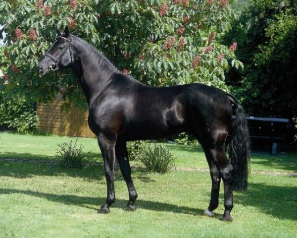 stallion Hochadel (Hanoverian, 2000, from Hohenstein I)