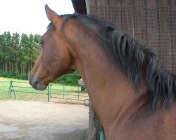 stallion Lone Star (Mecklenburg, 1993, from Lonely Boy)